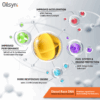 Oilsyn Race DNA Molecules